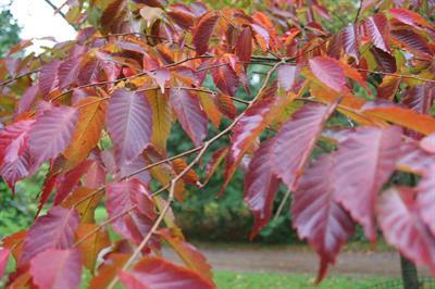 Zelkova serrata